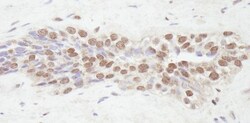NCOA2 Antibody, Novus Biologicals 0.1mL; Unlabeled:Antibodies, Polyclonal
